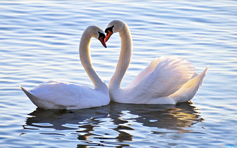 prestatie of relatie